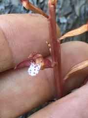 Corallorhiza maculata occidentalis
