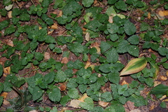 Lamium galeobdolon
