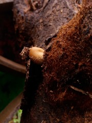 Fungi