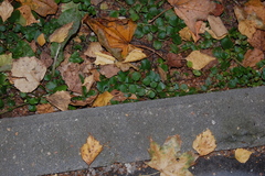Lysimachia nummularia