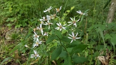 Eurybia furcata