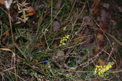 Melilotus officinalis