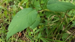 Eurybia furcata