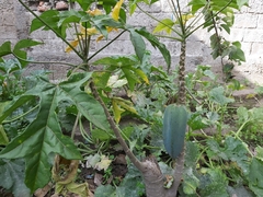 Vasconcellea heilbornii