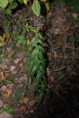 Hieracium umbellatum