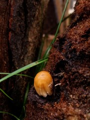 Fungi