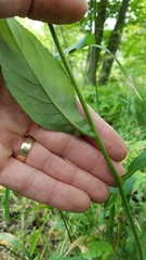 Eurybia furcata