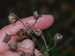 Hieracium umbellatum