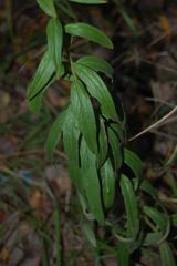 Hieracium umbellatum