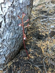 Corallorhiza maculata occidentalis