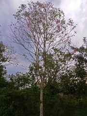 Handroanthus