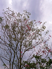 Handroanthus