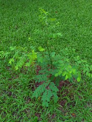 Adenanthera microsperma