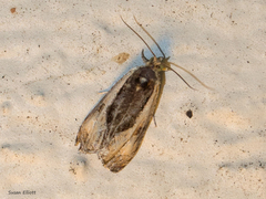 Olethreutes nigranum