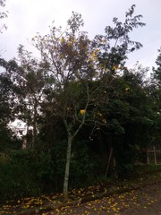 Handroanthus