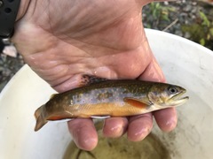 Salvelinus fontinalis fontinalis