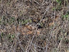 Chaetophractus vellerosus