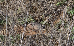 Chaetophractus vellerosus