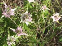 Monarda viridissima