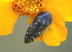 Acmaeodera flavopicta