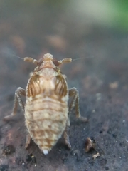 Megamelodes quadrimaculatus