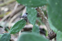 Polioptila nigriceps