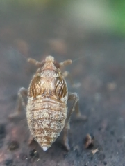 Megamelodes quadrimaculatus