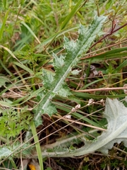 Cirsium rhaphilepis