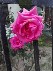 Rosa chinensis