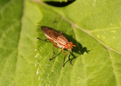 Tetanocera plebeja