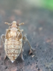 Megamelodes quadrimaculatus