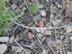 Jasione sessiliflora