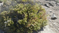 Chuquiraga avellanedae