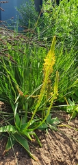 Bulbine alooides
