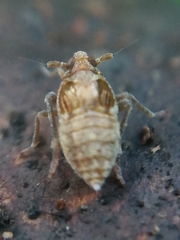 Megamelodes quadrimaculatus