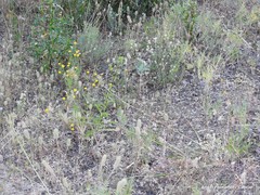 Trifolium angustifolium