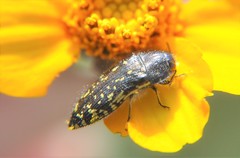 Acmaeodera flavopicta