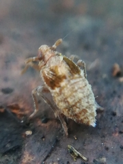 Megamelodes quadrimaculatus