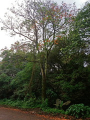 Erythrina falcata