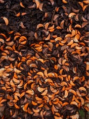 Erythrina falcata