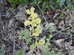 Pimpinella villosa