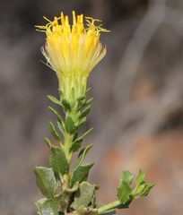 Pegolettia baccaridifolia