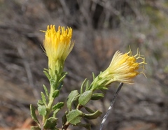 Pegolettia baccaridifolia