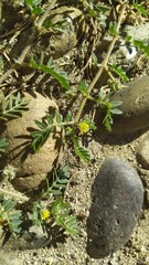 Tribulus terrestris