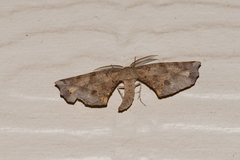 Parepisparis excusata