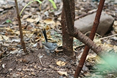 Polioptila nigriceps