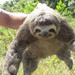 Sloths and Anteaters - Photo (c) Will Kostick, some rights reserved (CC BY-NC), uploaded by Will Kostick