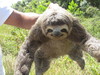 Sloths and Anteaters - Photo (c) Will Kostick, some rights reserved (CC BY-NC), uploaded by Will Kostick