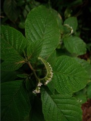 Heliotropium transalpinum