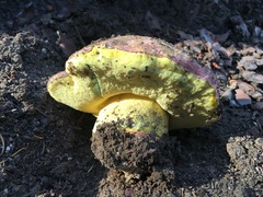 Butyriboletus primiregius